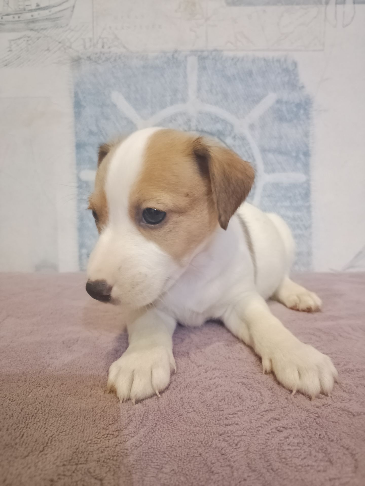 Продам хлопчика Джек рассел тер'єр