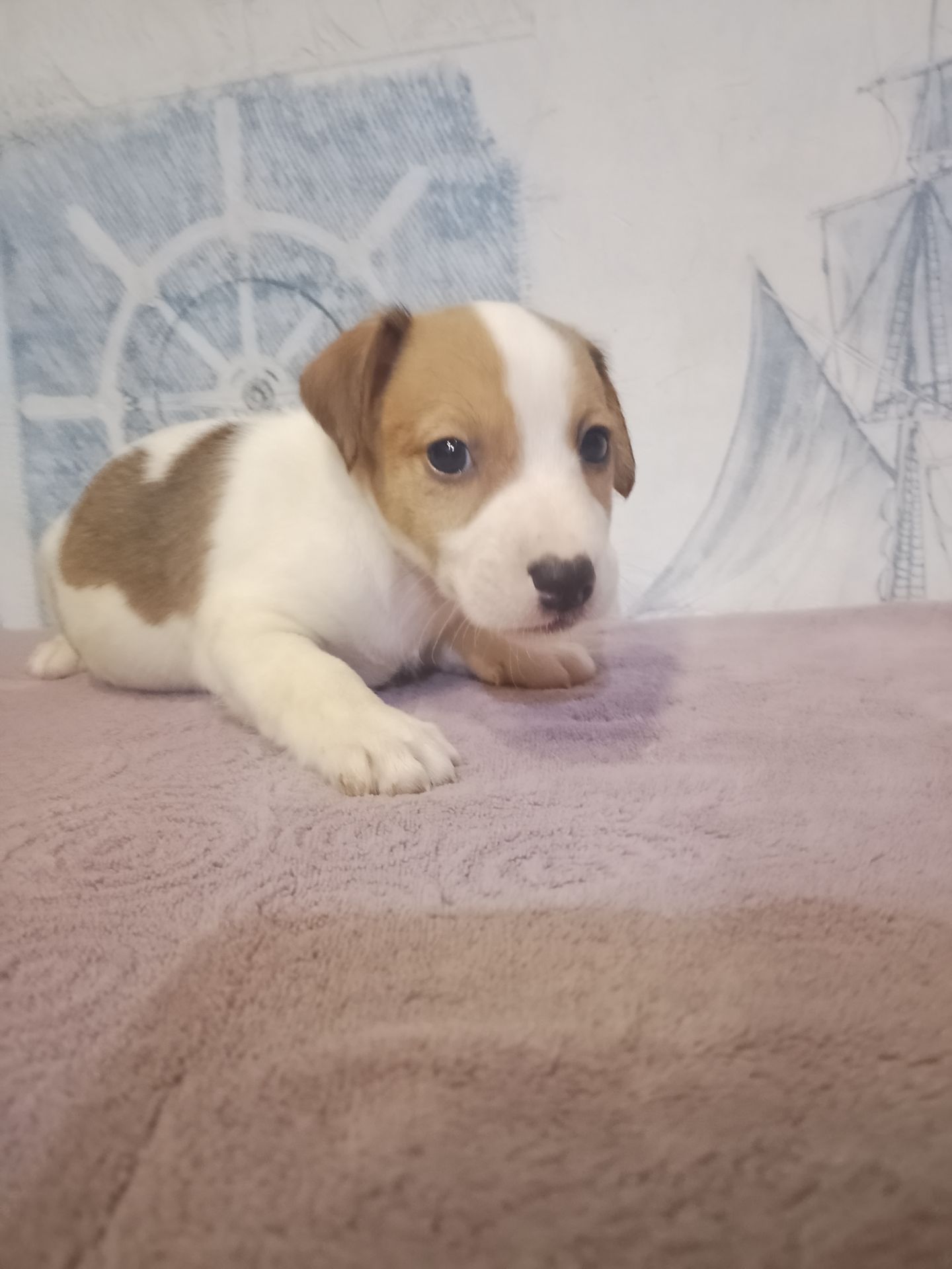 Продам хлопчика Джек рассел тер'єр