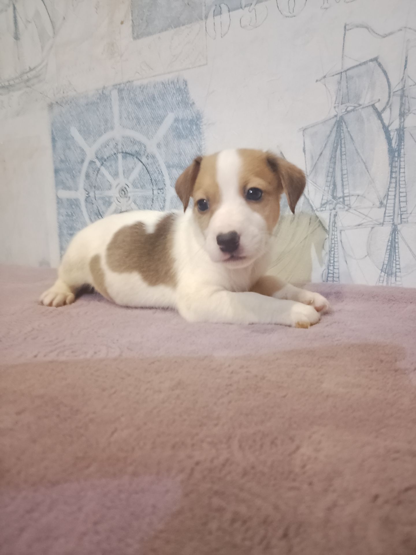 Продам хлопчика Джек рассел тер'єр