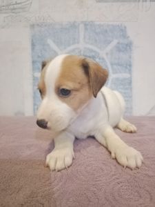 Продам хлопчика Джек рассел тер'єр