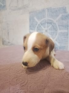 Продам хлопчика Джек рассел тер'єр