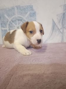 Продам хлопчика Джек рассел тер'єр