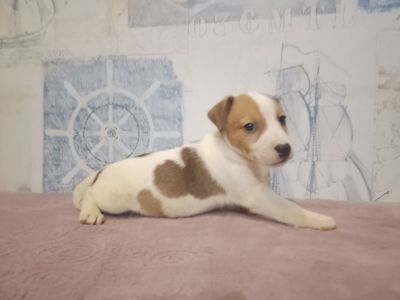 Продам хлопчика Джек рассел тер'єр