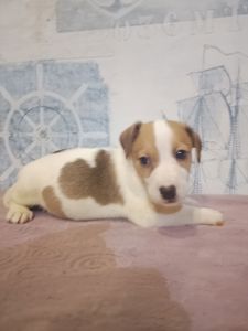 Продам хлопчика Джек рассел тер'єр