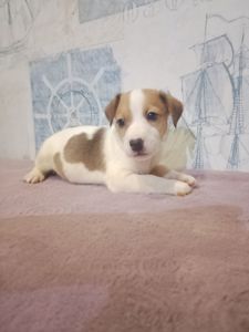 Продам хлопчика Джек рассел тер'єр