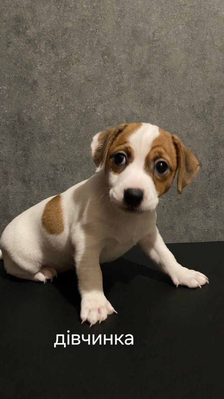 Клубні цуценята Джек Рассел тер'єр