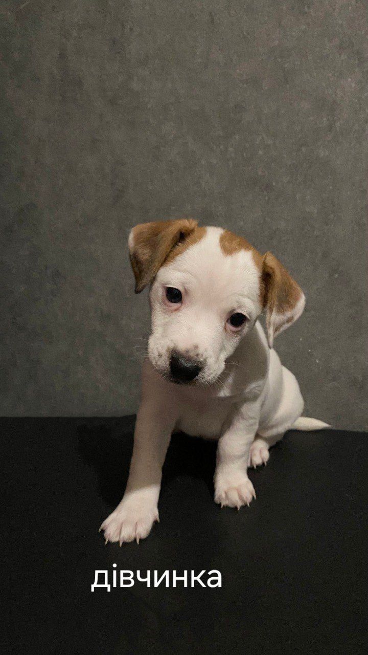 Клубні цуценята Джек Рассел тер'єр