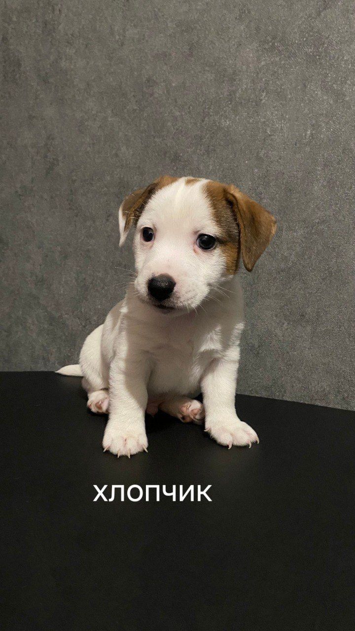 Клубні цуценята Джек Рассел тер'єр