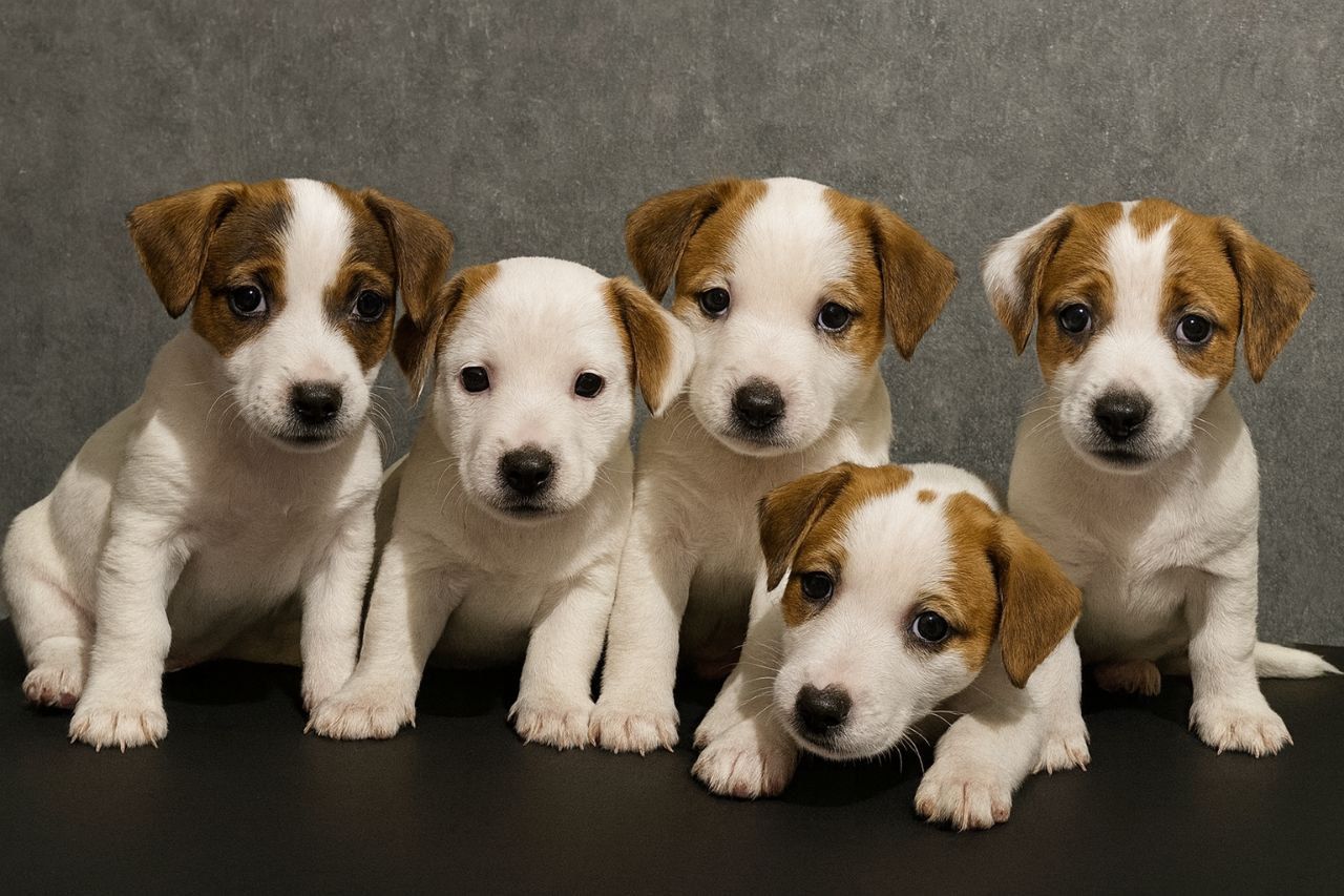 Клубні цуценята Джек Рассел тер'єр