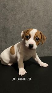 Клубні цуценята Джек Рассел тер'єр