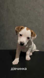 Клубні цуценята Джек Рассел тер'єр