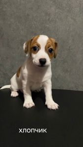 Клубні цуценята Джек Рассел тер'єр