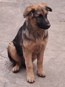 Німецька вівчарка 4 міс