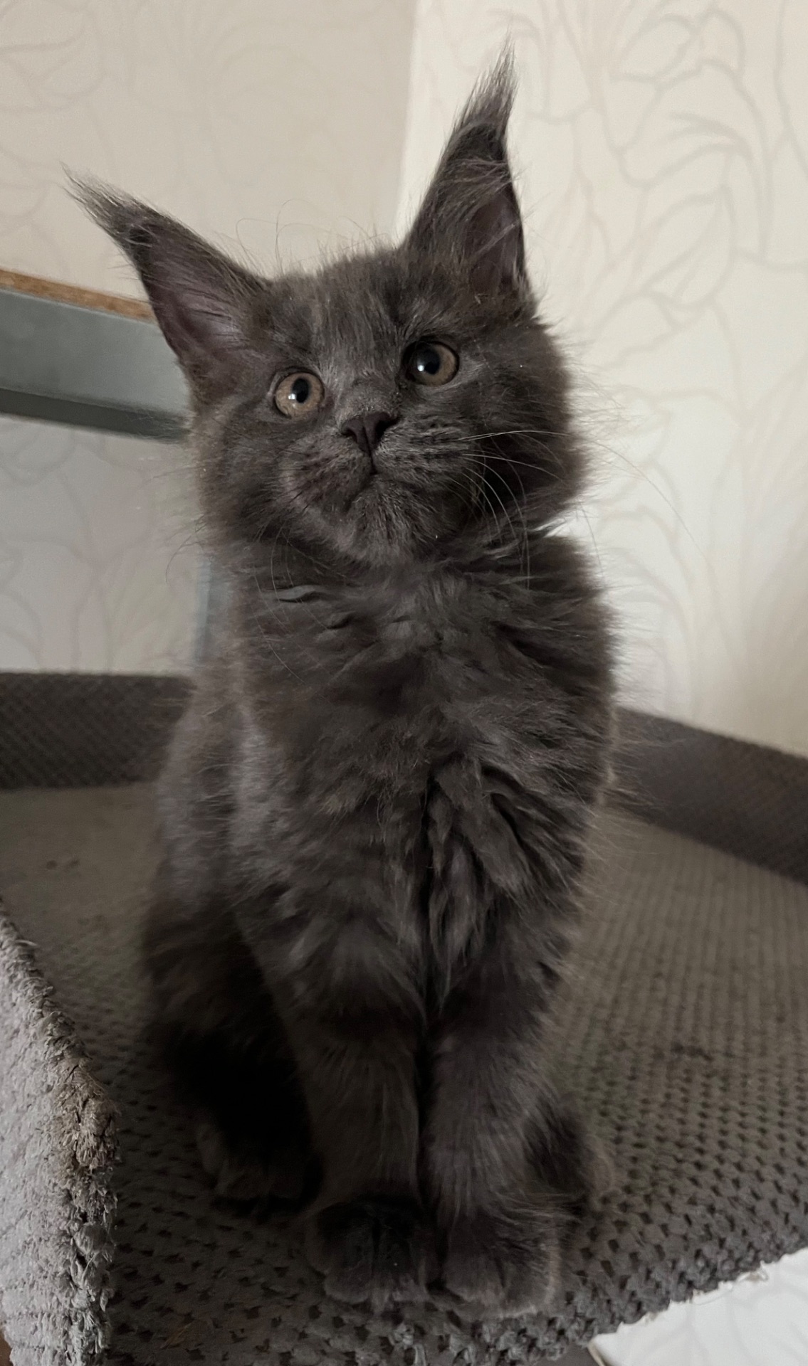 Кошеня Мейн-кун дівчинка