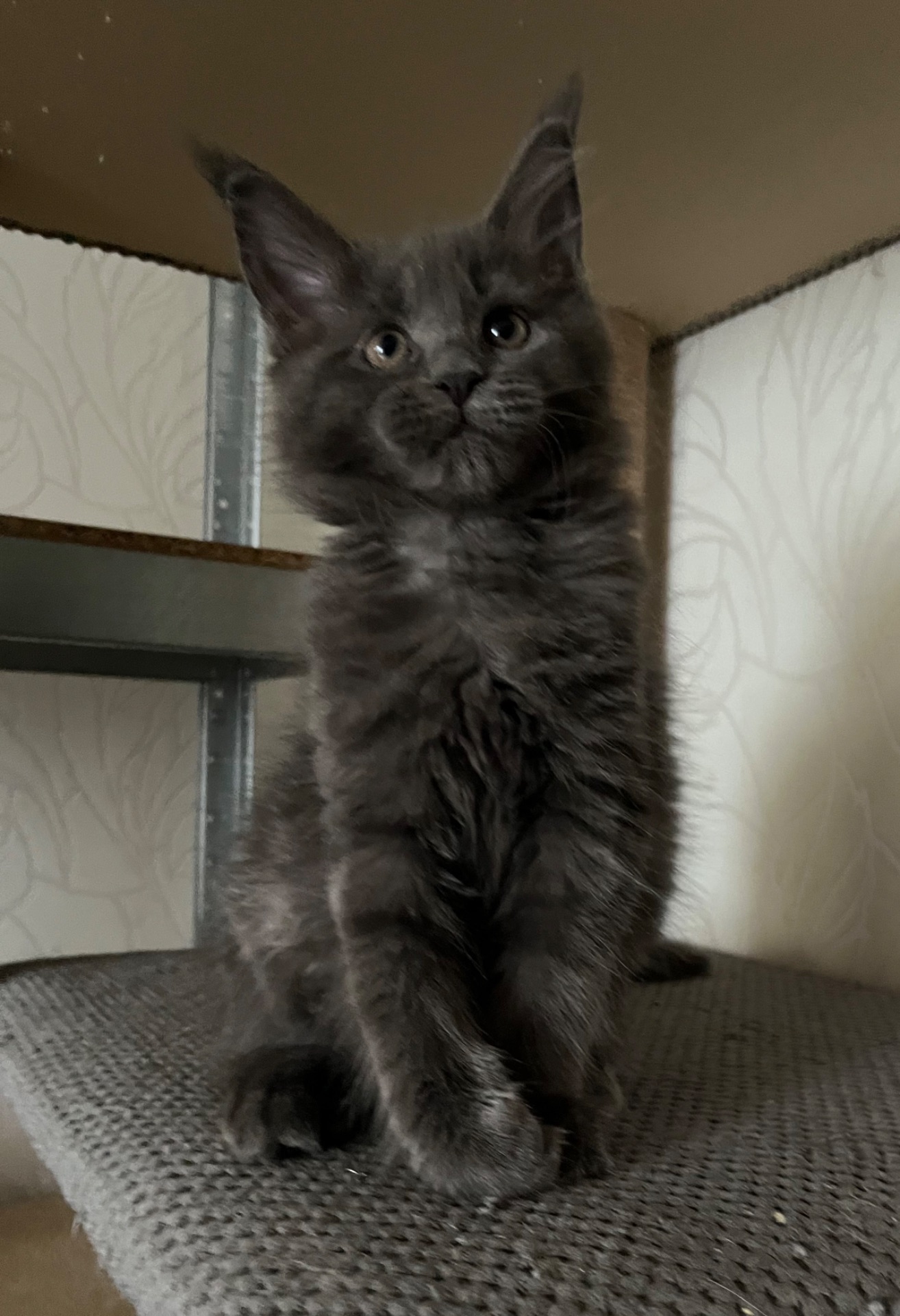 Кошеня Мейн-кун дівчинка