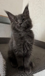 Кошеня Мейн-кун дівчинка