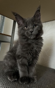 Кошеня Мейн-кун дівчинка