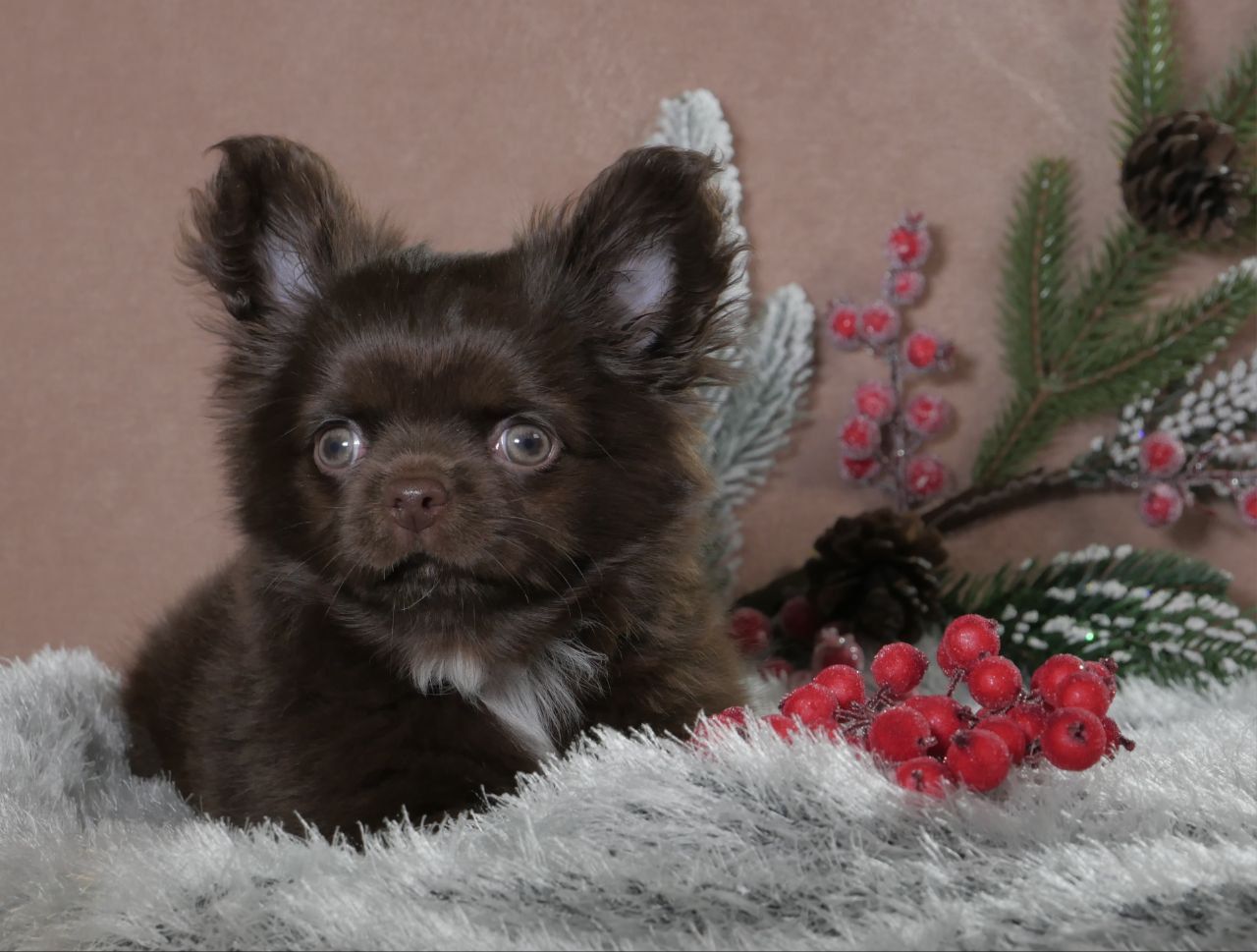 Цуценя чихуахуа- неймовірно красивий шоколадний хлопчик!