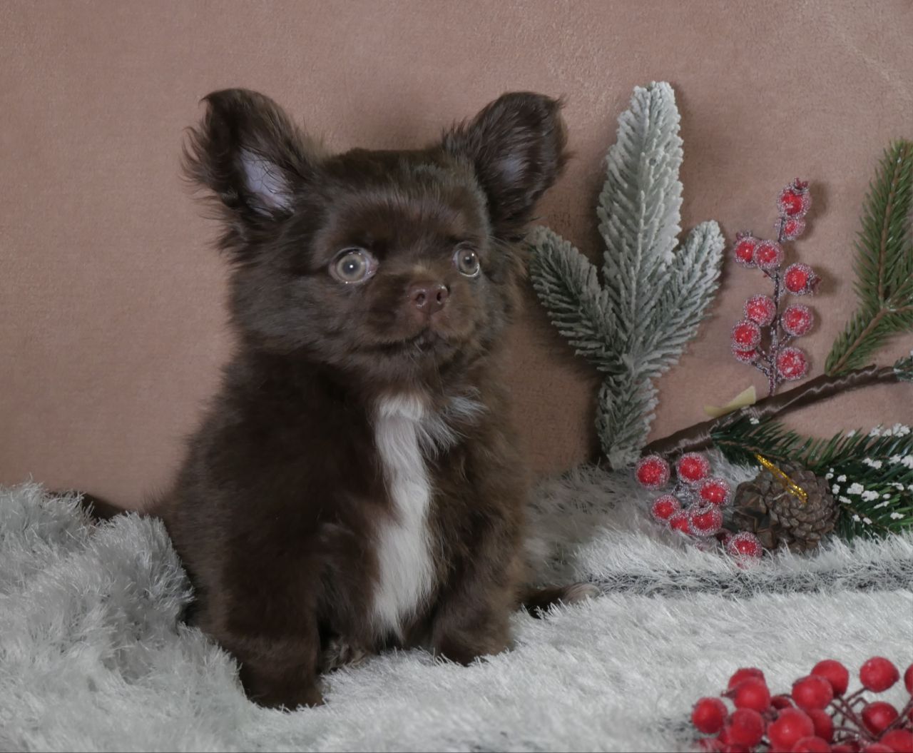 Цуценя чихуахуа- неймовірно красивий шоколадний хлопчик!