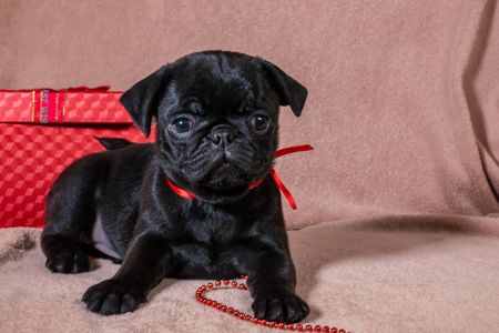 Цуценята Мопса для дому, виставок та розведення!