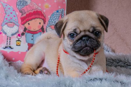 Цуценята Мопса для дому, виставок та розведення!