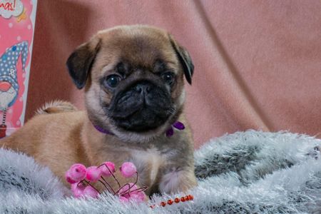 Цуценята Мопса для дому, виставок та розведення!