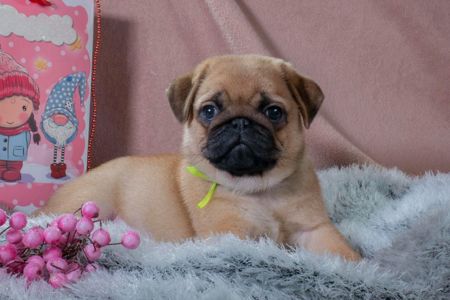 Цуценята Мопса для дому, виставок та розведення!