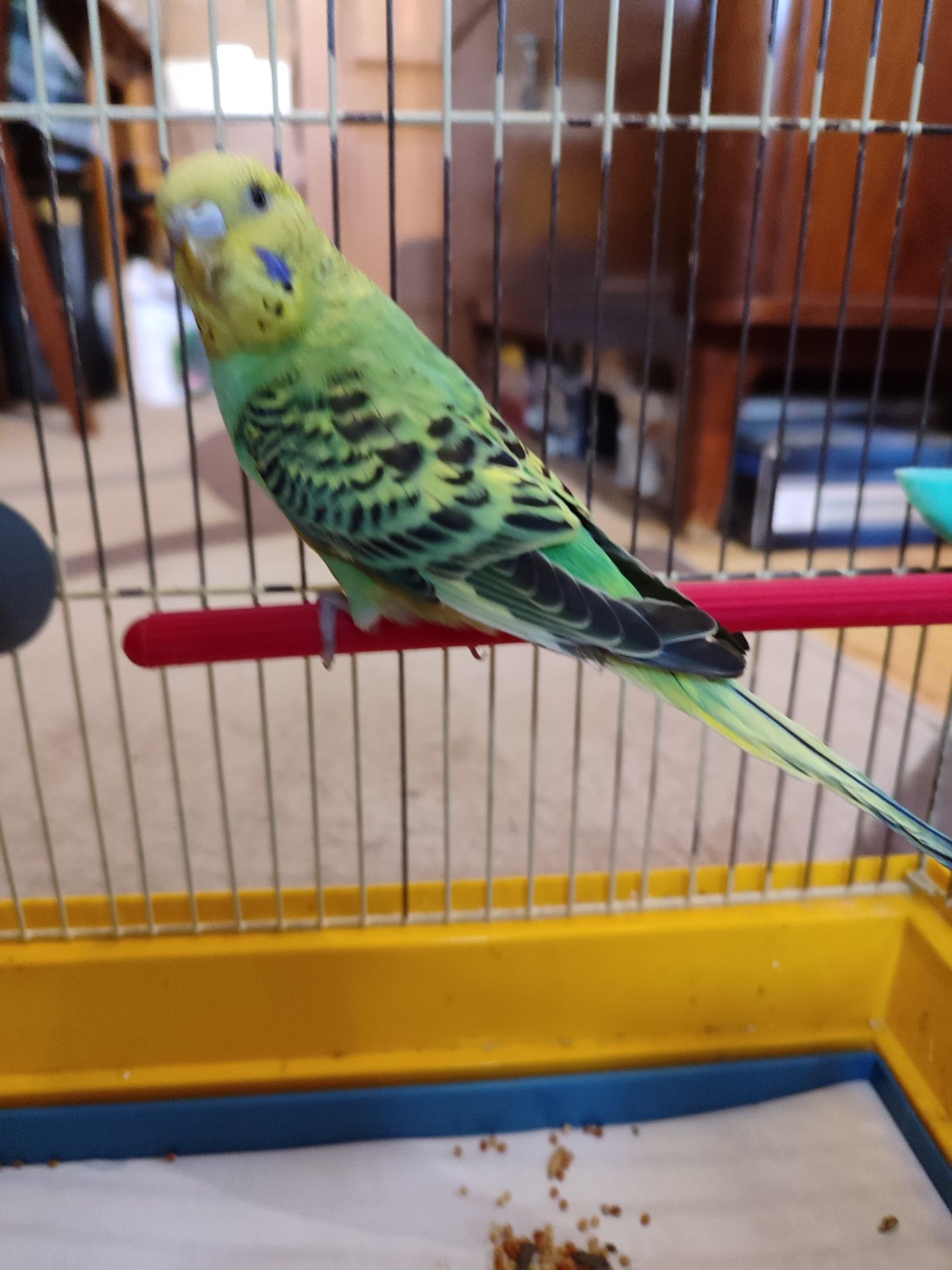 Молодая самочка волнистого попугая