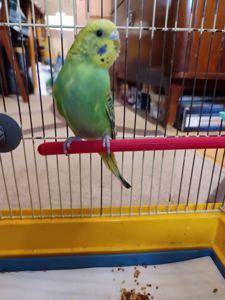 Молодая самочка волнистого попугая