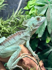 Зелена ящірка Василіск, шлемоносний василіск, дивовижна ящірка дракон