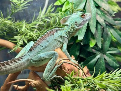 Зелена ящірка Василіск, шлемоносний василіск, дивовижна ящірка дракон