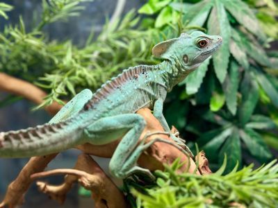 Зелена ящірка Василіск, шлемоносний василіск, дивовижна ящірка дракон