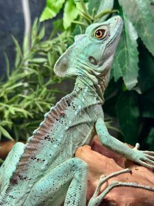 Зелена ящірка Василіск, шлемоносний василіск, дивовижна ящірка дракон