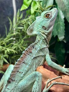 Зелена ящірка Василіск, шлемоносний василіск, дивовижна ящірка дракон