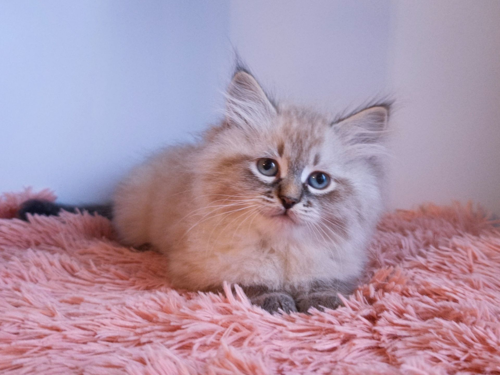 Чудовий невський маскарадний хлопчик з документами Benoit