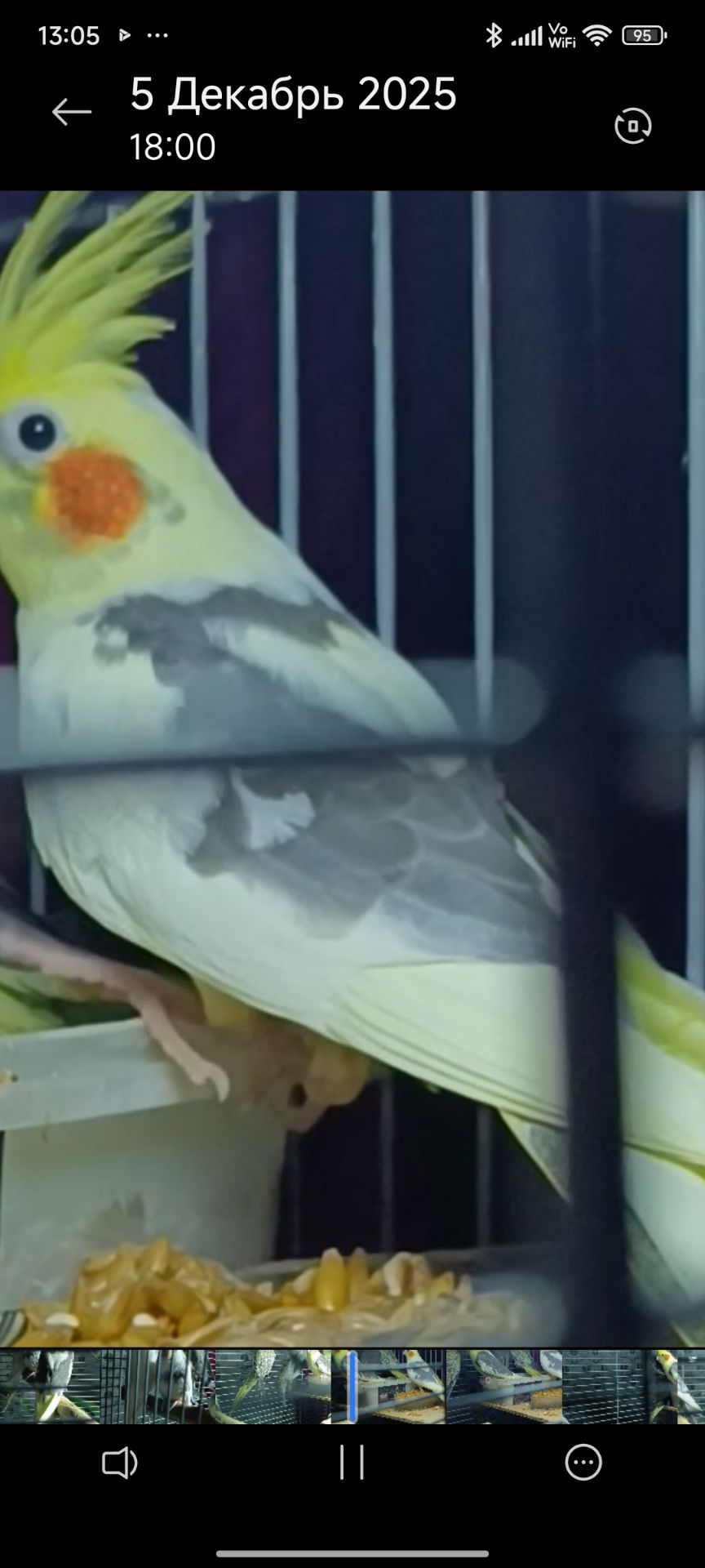 Малыши корелл