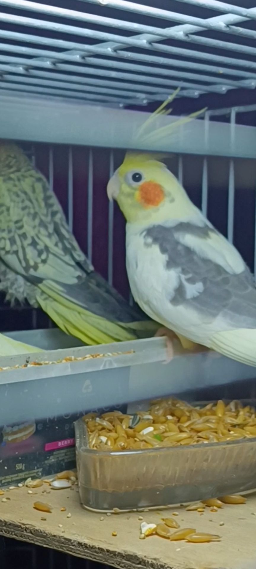 Малыши корелл