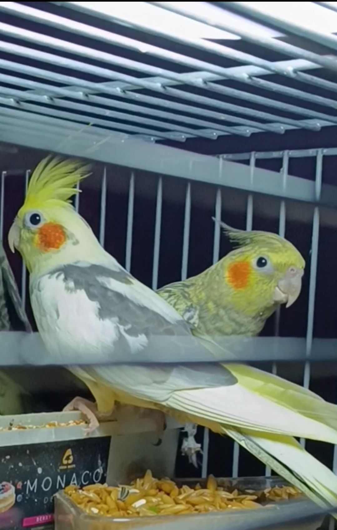 Малыши корелл