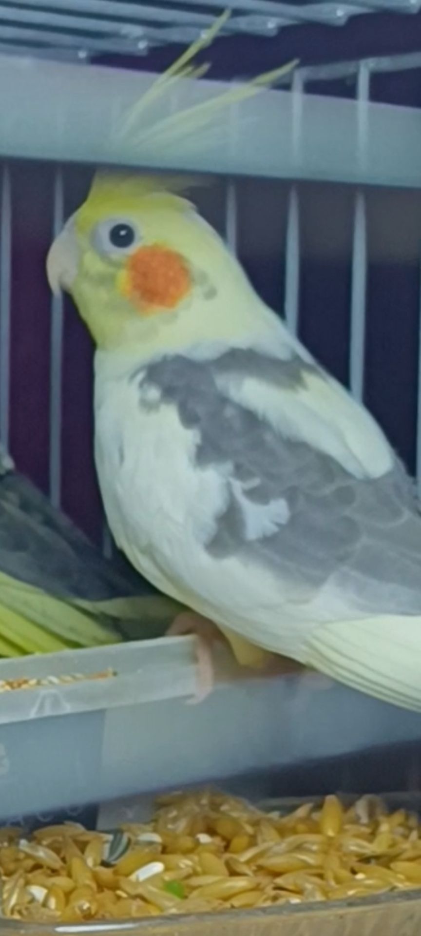 Малыши корелл