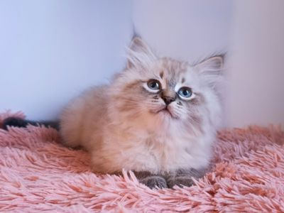 Чудовий невський маскарадний хлопчик з документами Benoit