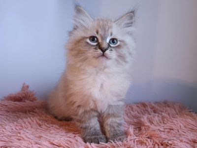 Чудовий невський маскарадний хлопчик з документами Benoit