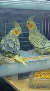 Малыши корелл