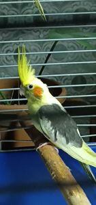 Малыши корелл