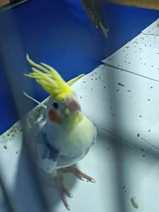 Малыши корелл