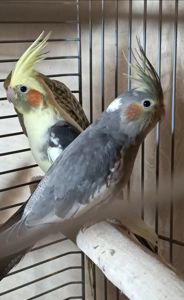 Малыши корелл