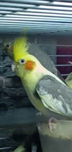 Малыши корелл