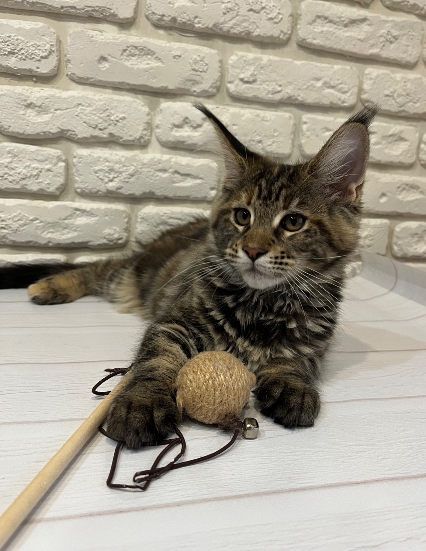 Кошеня Мейн-кун дівчинка