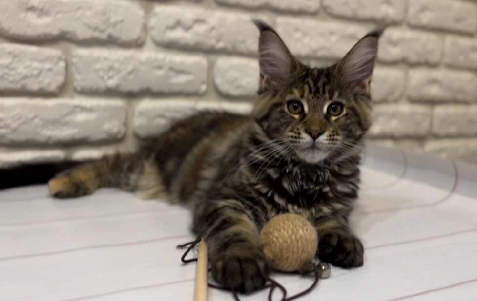 Кошеня Мейн-кун дівчинка