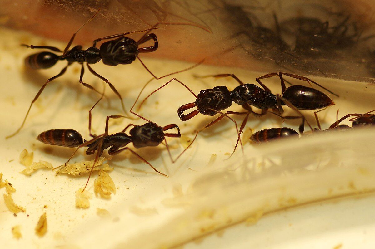 Купить муравей капканчик Odontomachus monticola в миниферме