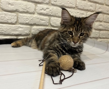 Кошеня Мейн-кун дівчинка